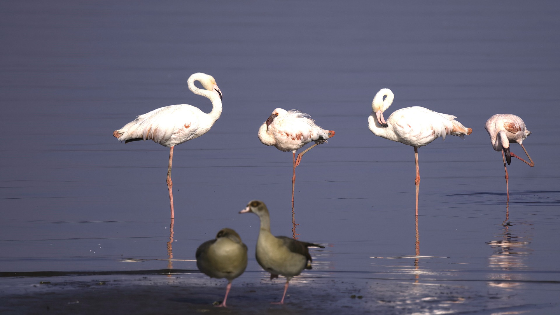 Lesser Flamingo